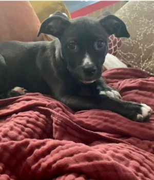 - Courtesy Post- Alice is an adorable four and half month old pit mix rescue puppy in NYC She is
