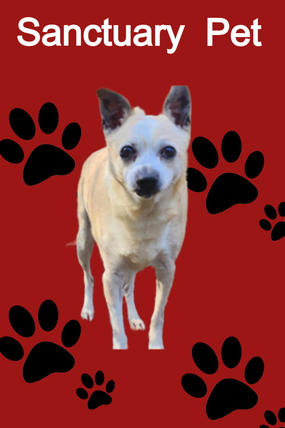 Jack Jolly, an adoptable Jack Russell Terrier in Cuba, NY, 14727 | Photo Image 1