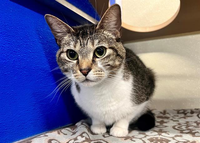 ZELDA, an adoptable Domestic Short Hair in Norfolk, VA, 23502 | Photo Image 1