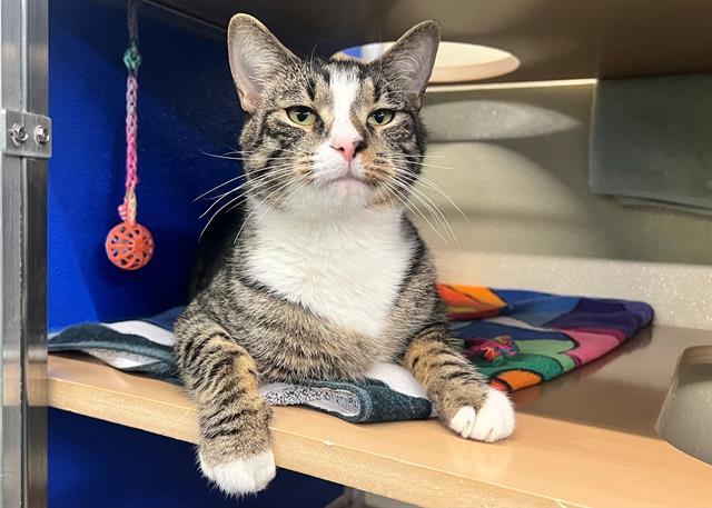 MOE, an adoptable Domestic Short Hair in Norfolk, VA, 23502 | Photo Image 1