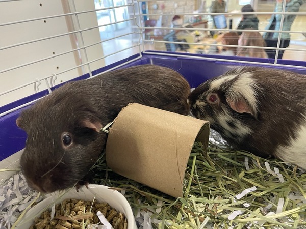 Cocoa & Marshmallow (Perfect Pair)