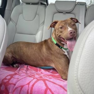Meet Nicolette This medium-sized cutie has had several outings from the shelter and gotten rave rev