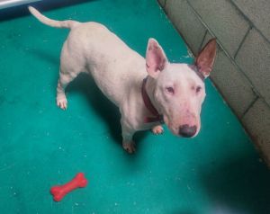 Bull terrier 2024 price olx