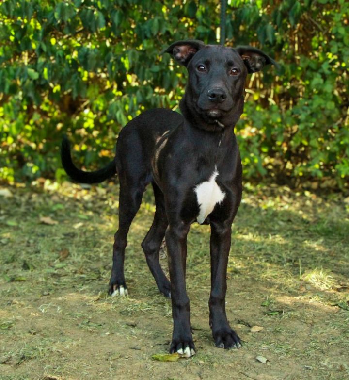 Labrador retriever plott hound hot sale mix