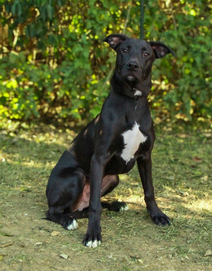 Labrador plott hound store mix