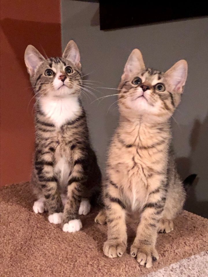 Cat for adoption Mopsy, Flopsy, Cottontail, Benjamin, a Domestic