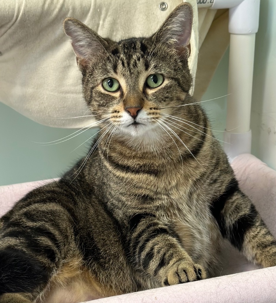 Guava, an adoptable Domestic Short Hair in Peru, NY, 12972 | Photo Image 1