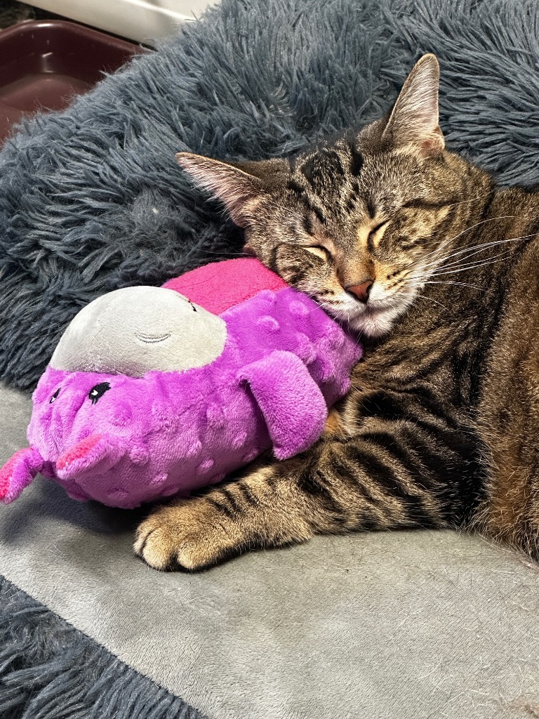 Guava, an adoptable Domestic Short Hair in Peru, NY, 12972 | Photo Image 6