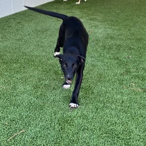Shadow, Adult Female Mixed Breed