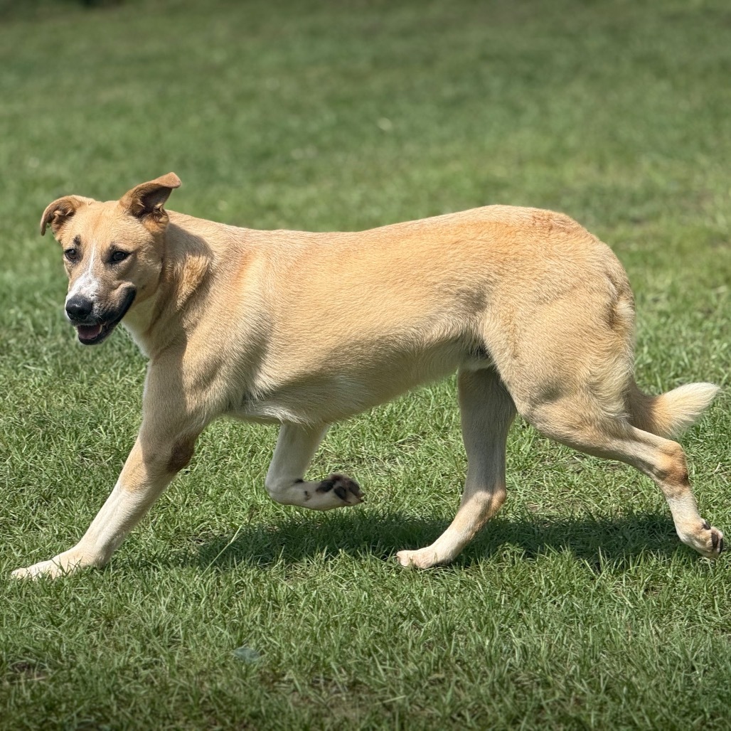 Loki, an adoptable Labrador Retriever, McNab in LOXAHATCHEE, FL, 33470 | Photo Image 1