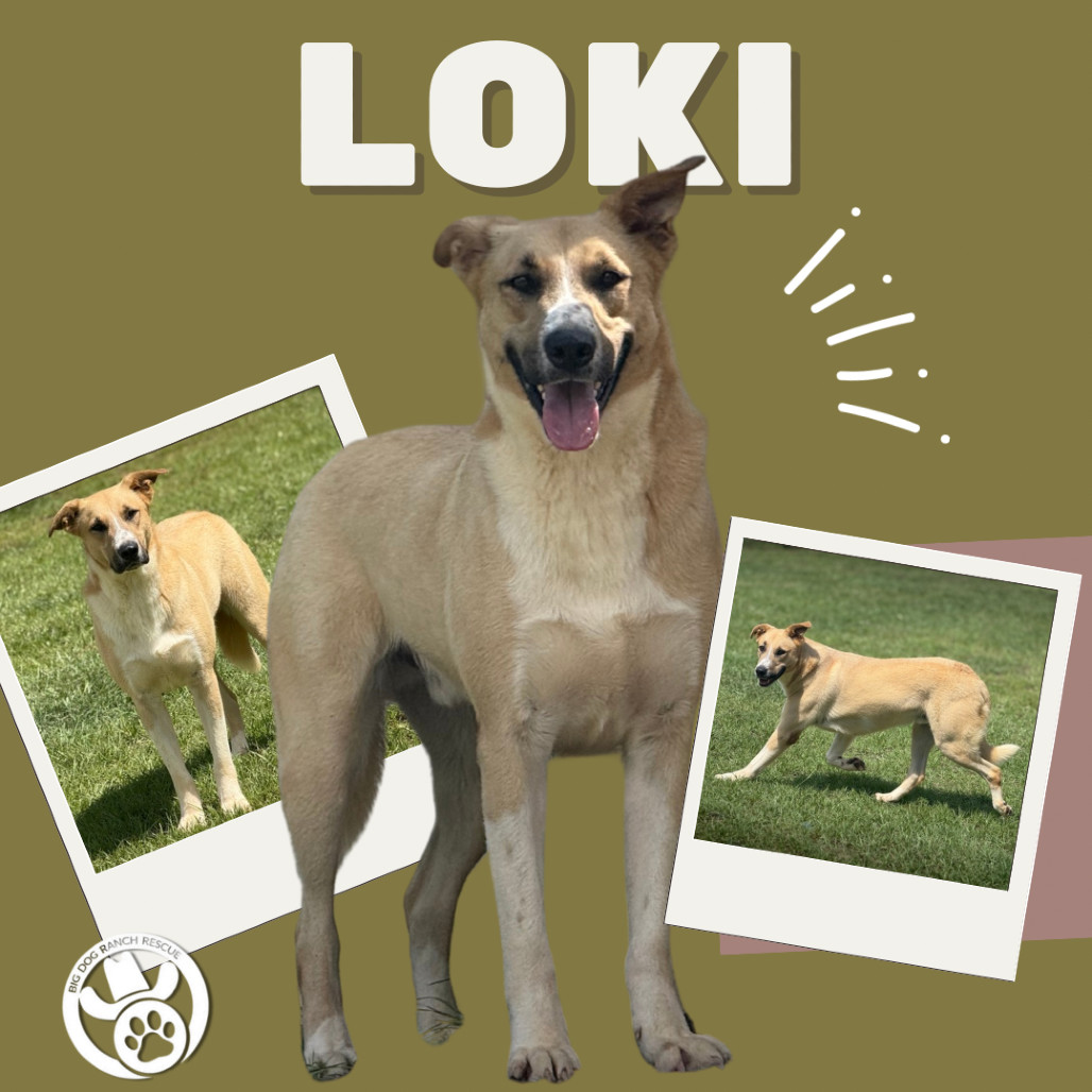 Loki, an adoptable Labrador Retriever, McNab in LOXAHATCHEE, FL, 33470 | Photo Image 3