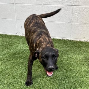 Major, Adult Male Boxer