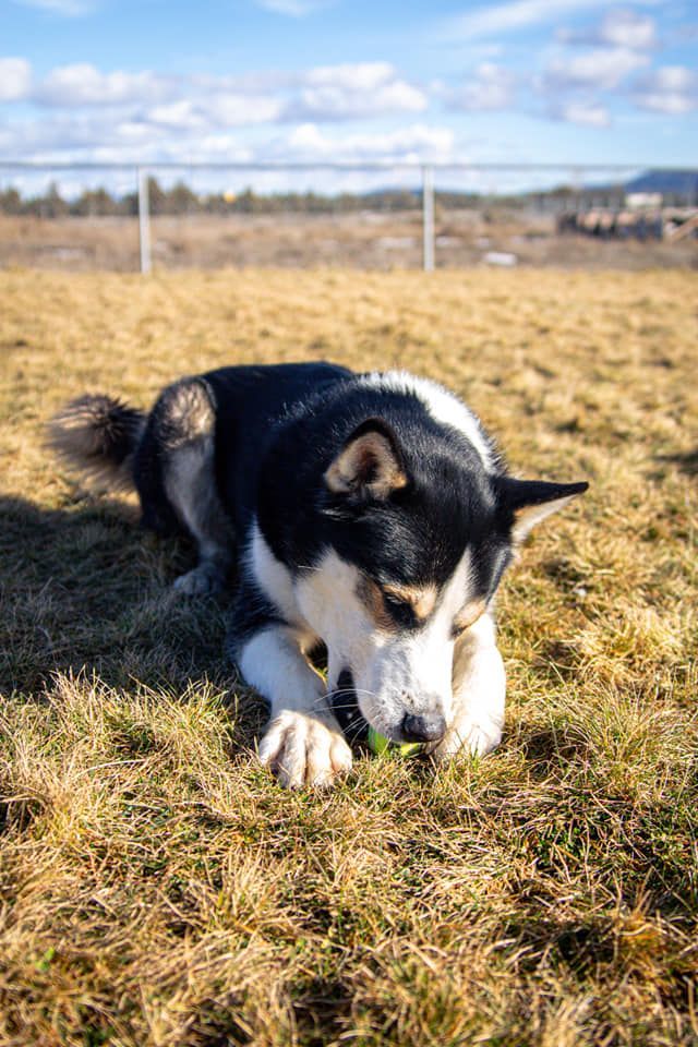 TROUT, an adoptable Husky in Prineville, OR, 97754 | Photo Image 2