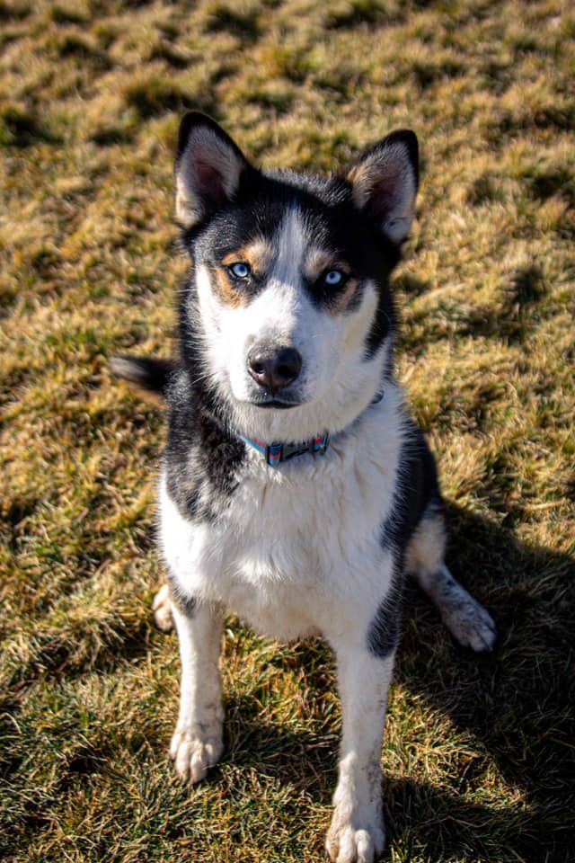 TROUT, an adoptable Husky in Prineville, OR, 97754 | Photo Image 3