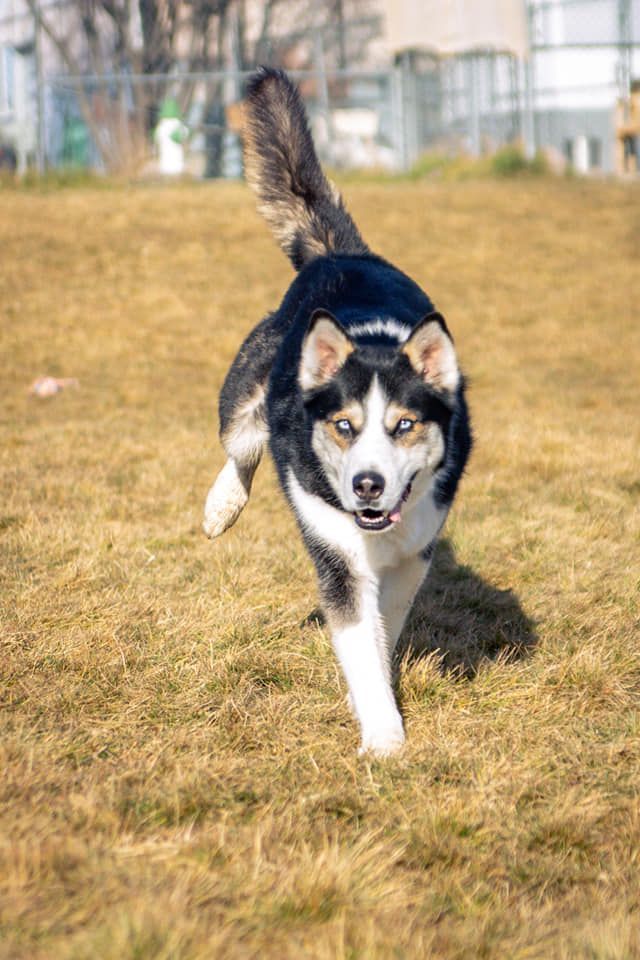 TROUT, an adoptable Husky in Prineville, OR, 97754 | Photo Image 4