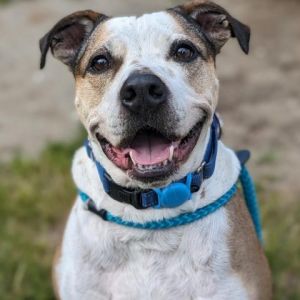 Personality Flint is an energetic and cuddly guy who absolutely adores toys car rides and making 
