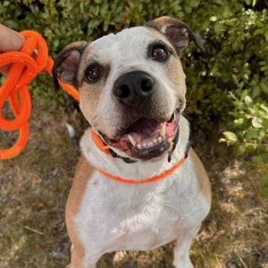 Personality Flint is an energetic and cuddly guy who absolutely adores toys ca