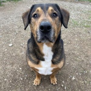 -Personality Lucky is a sweet boy who loves his people He is very rowdy and bouncy but he can be