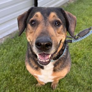 Lucky Mixed Breed Dog