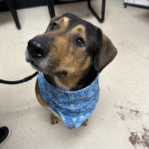 Lucky, an adoptable Mixed Breed in Spokane, WA, 99217 | Photo Image 2