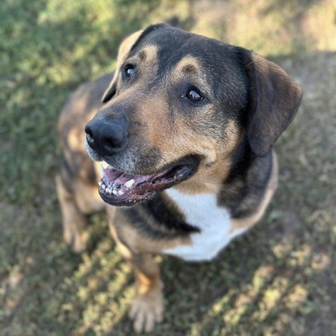 Lucky, an adoptable Mixed Breed in Spokane, WA, 99217 | Photo Image 2