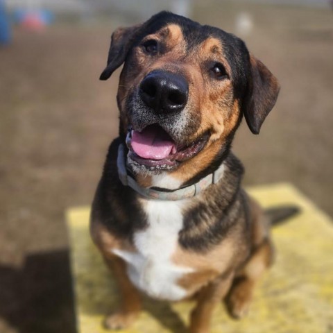 Lucky, an adoptable Mixed Breed in Spokane, WA, 99217 | Photo Image 3