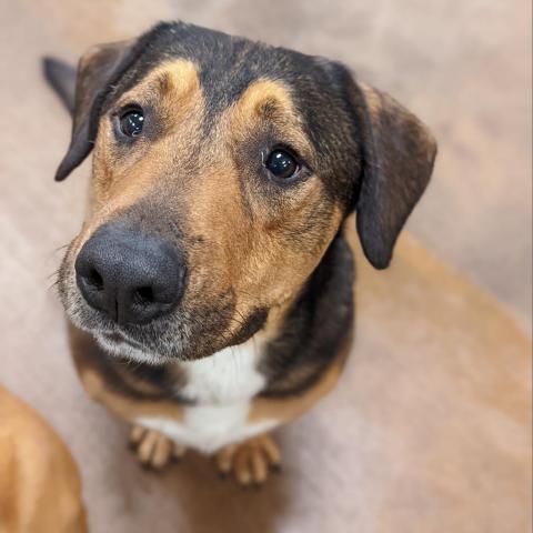 Lucky, an adoptable Mixed Breed in Spokane, WA, 99217 | Photo Image 3