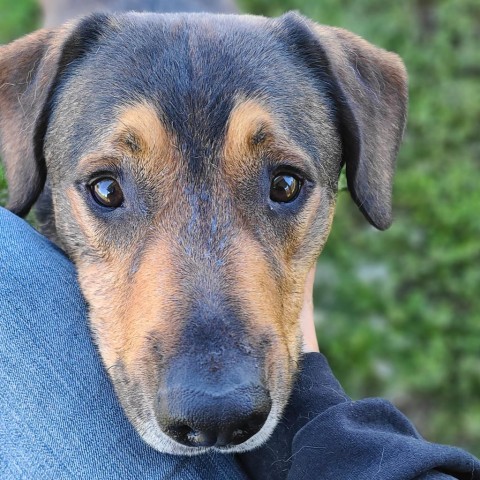 Lucky, an adoptable Mixed Breed in Spokane, WA, 99217 | Photo Image 3