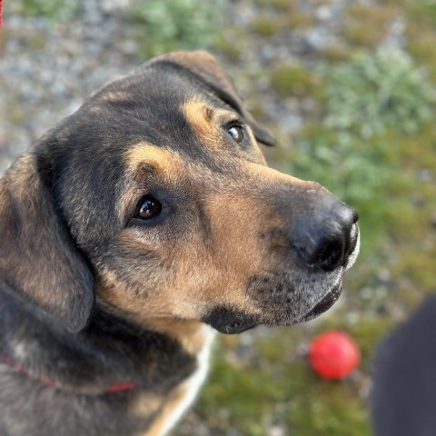 Lucky, an adoptable Mixed Breed in Spokane, WA, 99217 | Photo Image 4