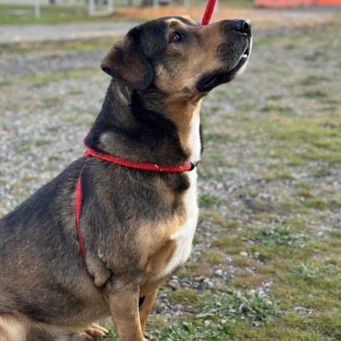 Lucky, an adoptable Mixed Breed in Spokane, WA, 99217 | Photo Image 5