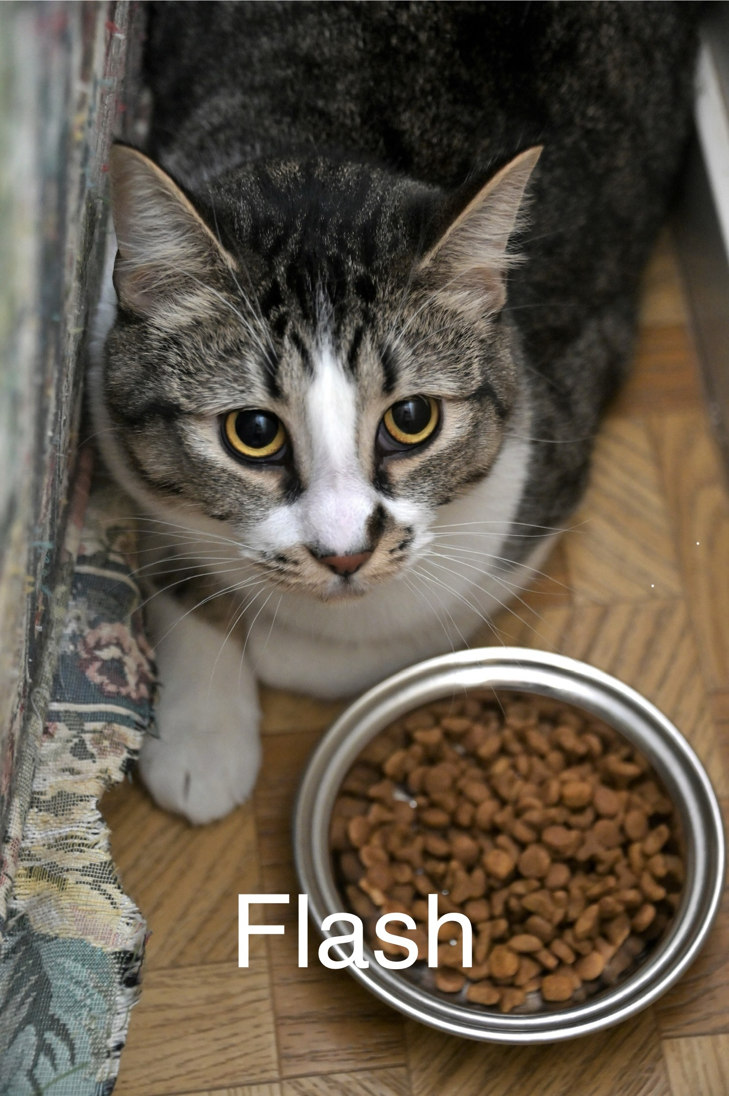 Flash, an adoptable Domestic Short Hair in Chilliwack, BC, V2P 6H3 | Photo Image 1