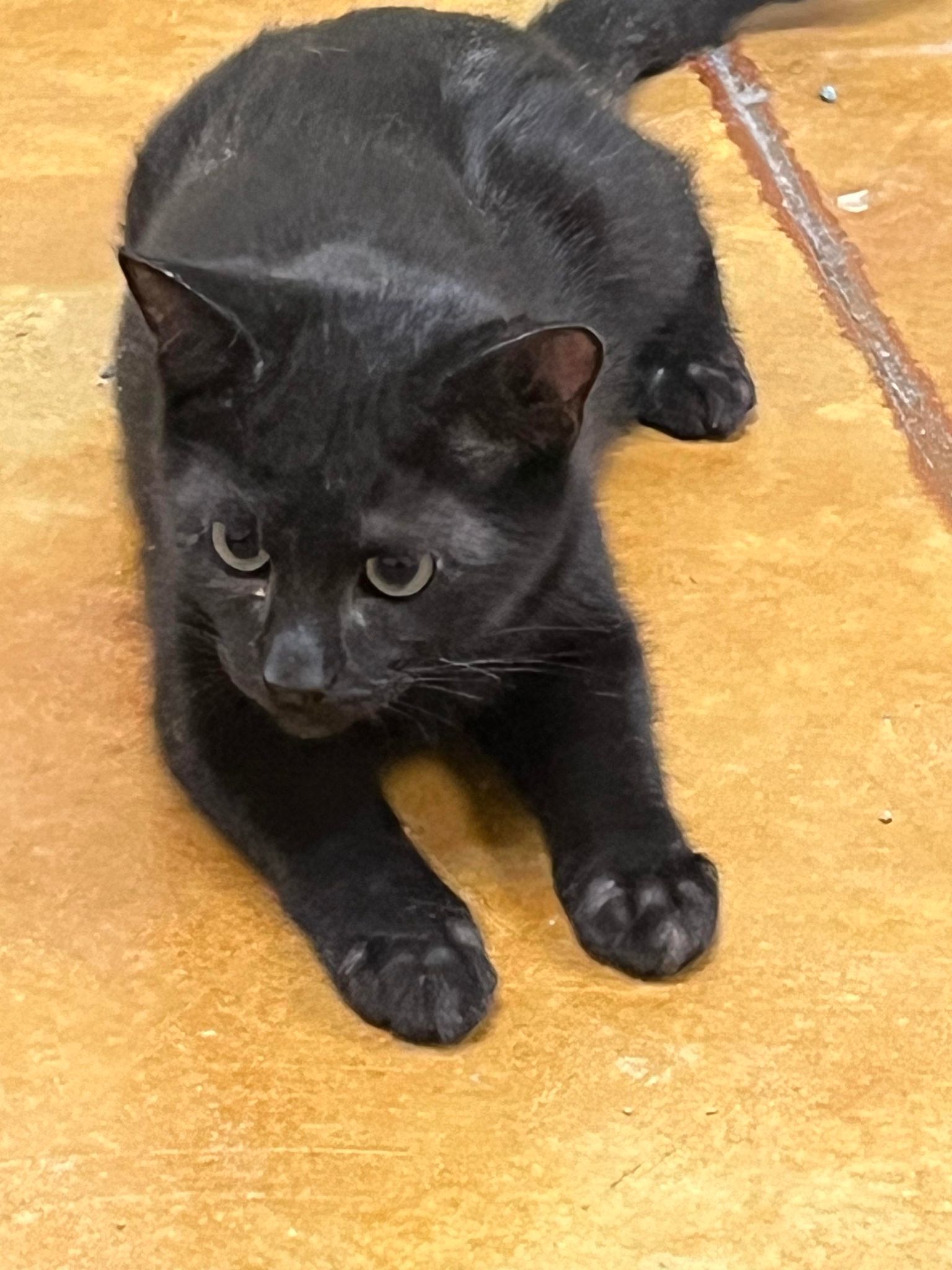 Moe, an adoptable Domestic Short Hair in Austin, MN, 55912 | Photo Image 1