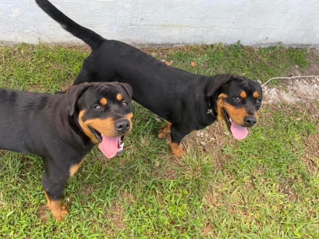 Z COURTESY LISTING: Miles and Muffin, an adoptable Rottweiler in Miami, FL_image-1
