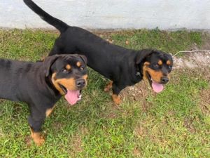Z COURTESY LISTING: Miles and Muffin Rottweiler Dog