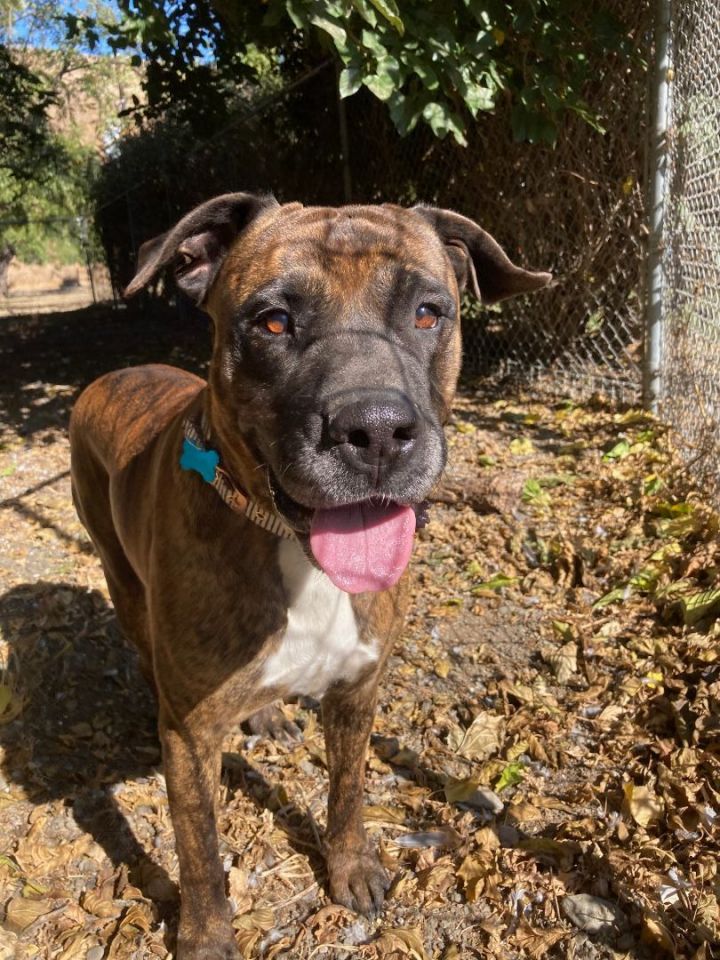 Minnie, an adoptable Mastiff & Boxer Mix in Hollister, CA_image-1