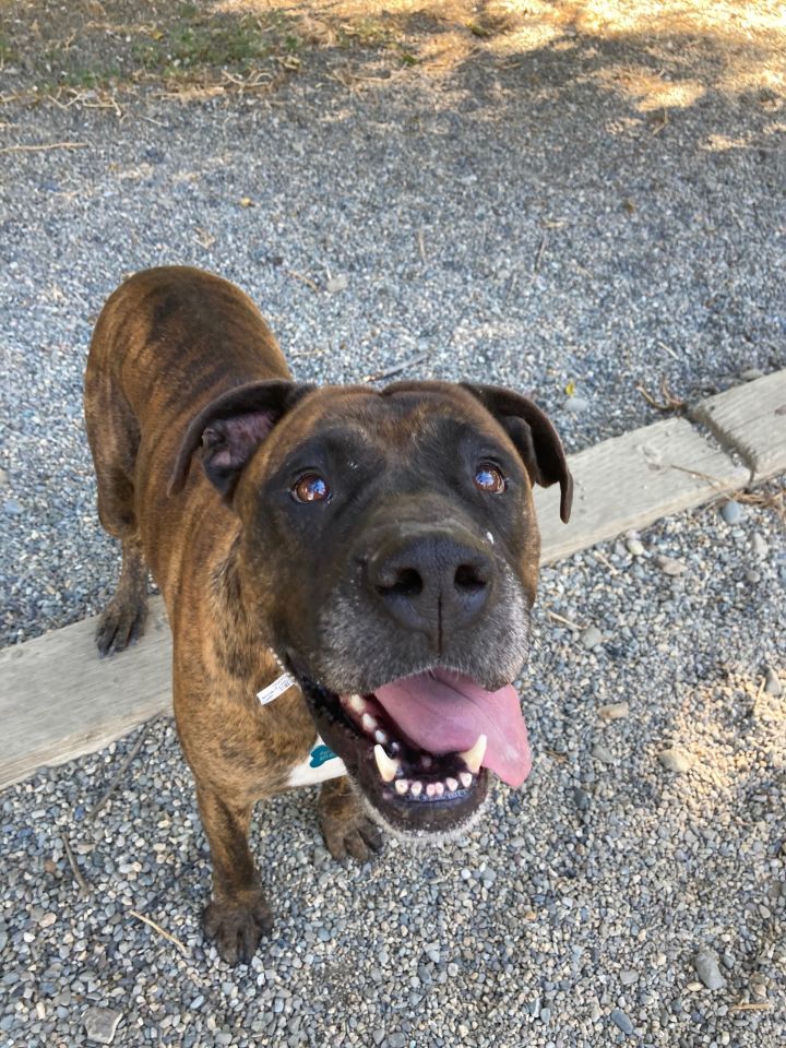 Minnie, an adoptable Mastiff & Boxer Mix in Hollister, CA_image-3