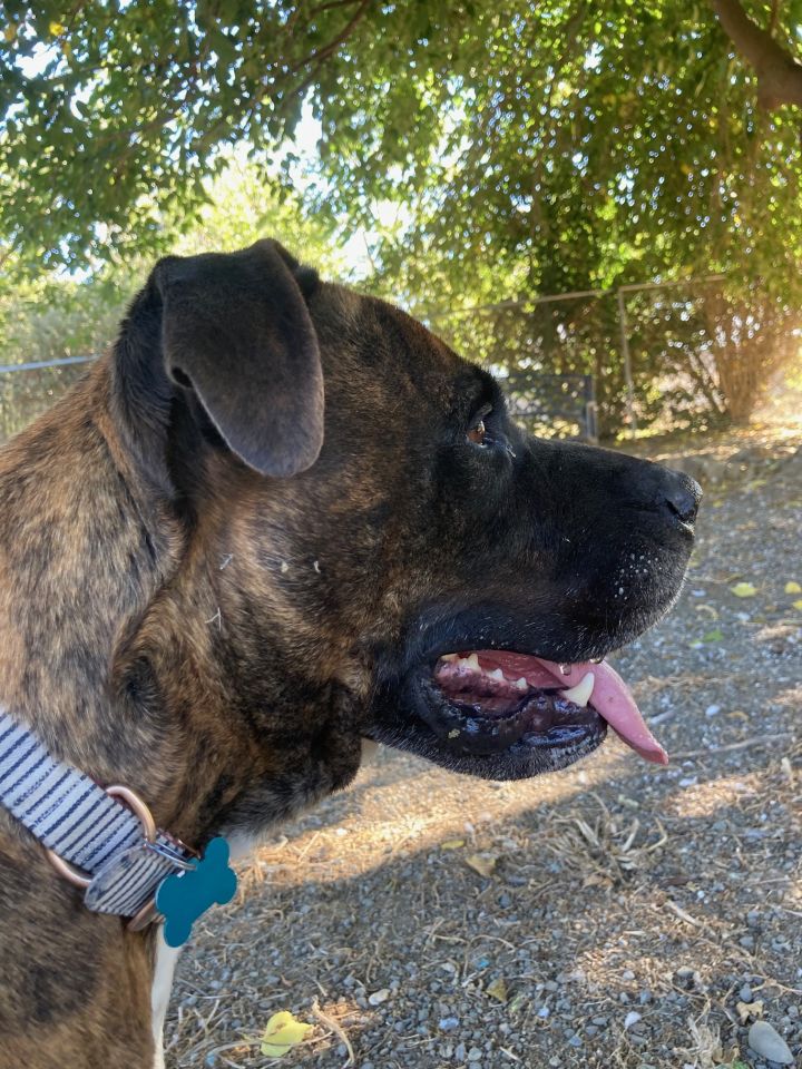 Minnie, an adoptable Mastiff & Boxer Mix in Hollister, CA_image-4