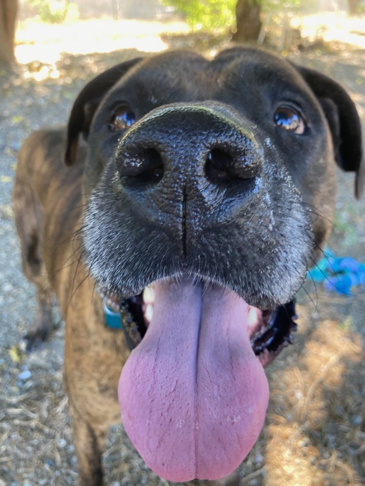 Minnie, an adoptable Mastiff & Boxer Mix in Hollister, CA_image-5
