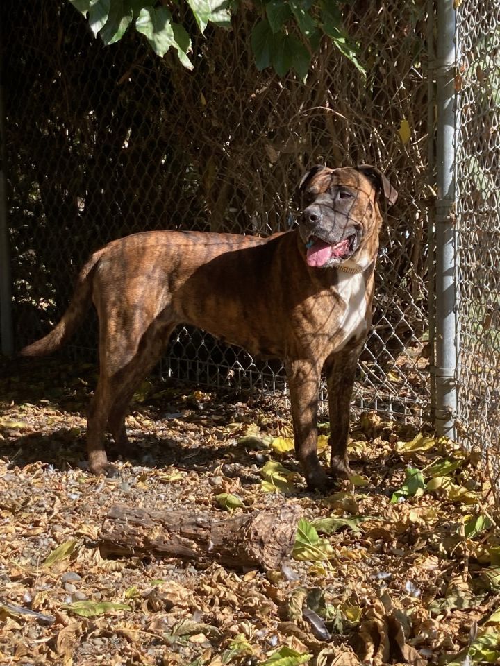 Minnie, an adoptable Mastiff & Boxer Mix in Hollister, CA_image-6