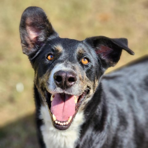 Luna, an adoptable Retriever in Montgomery, AL_image-2