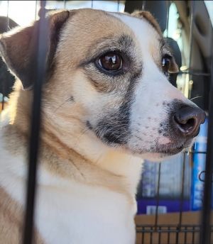 Gusto, Adult Female Smooth Fox Terrier