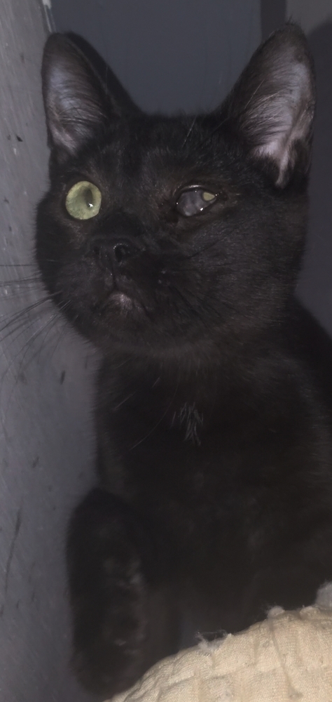 Wavy Gravy, an adoptable Manx, Domestic Short Hair in Ocala, FL, 34475 | Photo Image 2