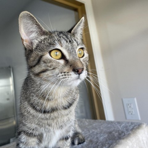 Feisty, an adoptable Domestic Short Hair in Livingston, TX_image-5