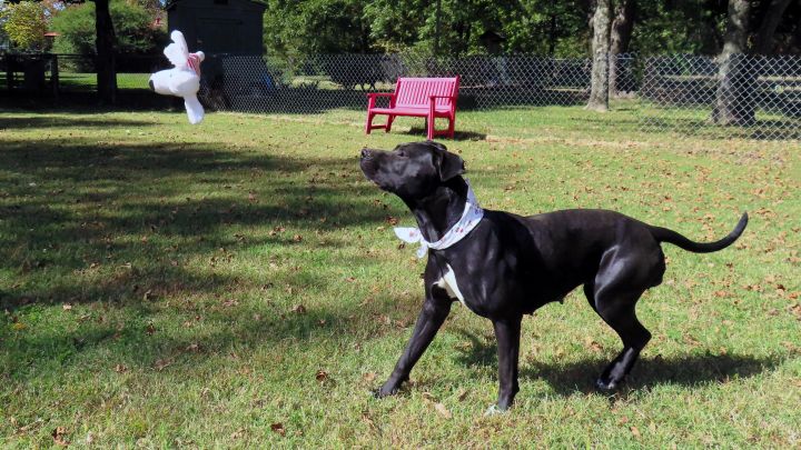 LouWho  6850, an adoptable Black Labrador Retriever & Boxer Mix in Rogers, AR_image-2
