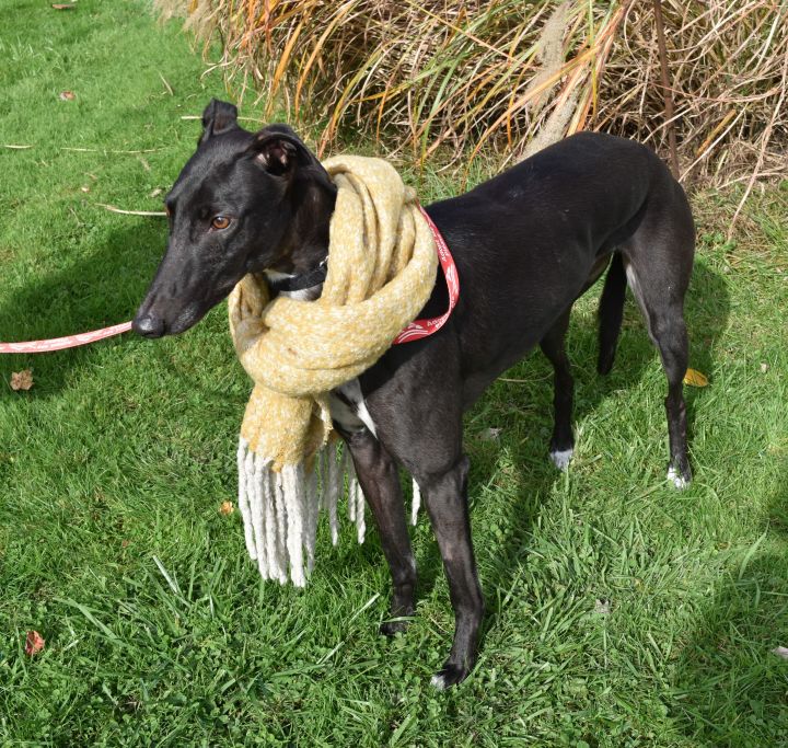 Super Vic "Joey", an adoptable Greyhound in Chagrin Falls, OH_image-4