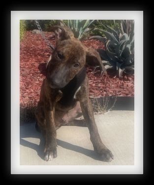 BLAKE (PLEASE submit an application @ southernstaranimalrescue.org), an adoptable Shepherd & Pit Bull Terrier Mix in Winchester, CA_image-1