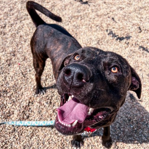 Sully, an adoptable Plott Hound Mix in South Elgin, IL_image-5