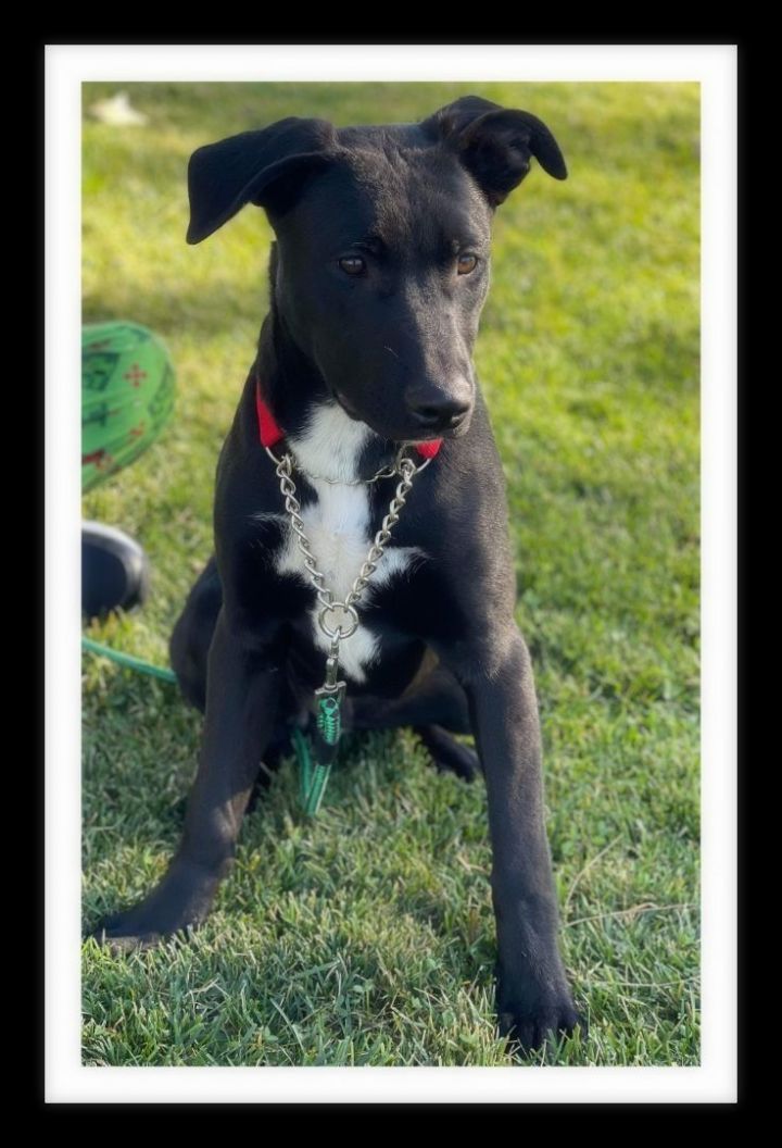 BENTLEY ( PLEASE submit an application @ southernstaranimalrescue.org ), an adoptable Shepherd & Pit Bull Terrier Mix in Winchester, CA_image-1