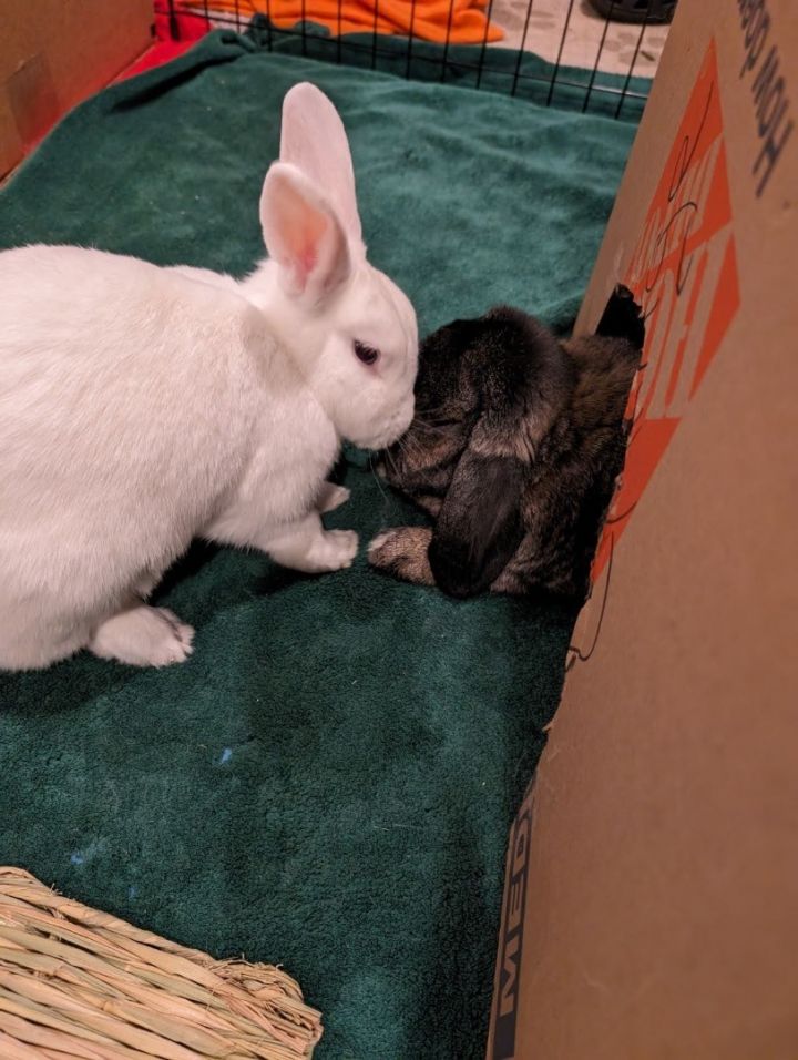 Navy+TinkerBell , an adoptable Rex & Lop Eared Mix in Seattle, WA_image-2