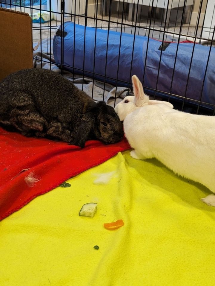 Navy+TinkerBell , an adoptable Rex & Lop Eared Mix in Seattle, WA_image-1